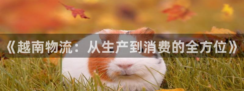 豪门国际娱乐官网网页：《越南物流：从